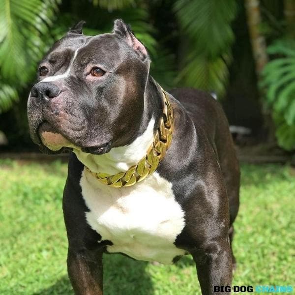 The Midas Custom_Luxury_High_Quality_and_Super_Strong_Gold_Dog_Collar for pitbull_large_dog_collars_Small_Dogs_Collar_Cane_Corso_collars_rottweilerdog_collar_american High Quality, Super Strong  - 12/BigDogChains