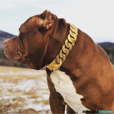 The Midas Custom_Luxury_High_Quality_and_Super_Strong_Gold_Dog_Collar for pitbull_large_dog_collars_Small_Dogs_Collar_Cane_Corso_collars_rottweilerdog_collar_american Power Meets Prestige  - 4/BigDogChains