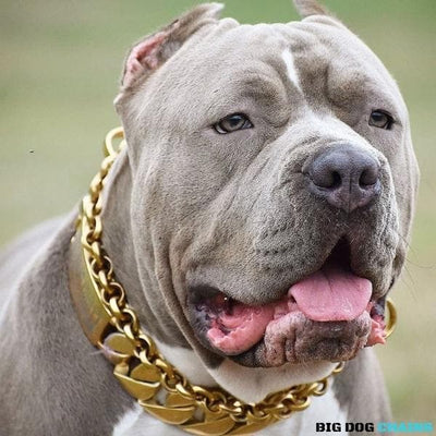 The Midas Custom_Luxury_High_Quality_and_Super_Strong_Gold_Dog_Collar for pitbull_large_dog_collars_Small_Dogs_Collar_Cane_Corso_collars_rottweilerdog_collar_american Power Wrapped in Gold  - 11/BigDogChains