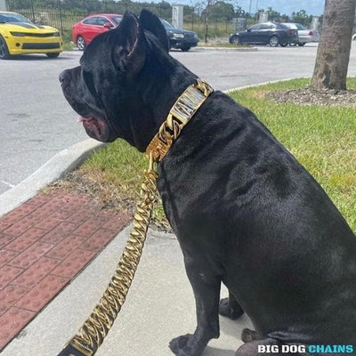 The Midas Custom_Luxury_High_Quality_and_Super_Strong_Gold_Dog_Collar for pitbull_large_dog_collars_Small_Dogs_Collar_Cane_Corso_collars_rottweilerdog_collar_american The Ultimate in Gold Design  - 14/BigDogChains