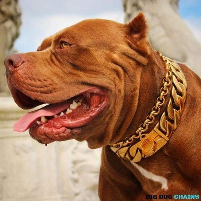 The Midas Custom_Luxury_High_Quality_and_Super_Strong_Gold_Dog_Collar for pitbull_large_dog_collars_Small_Dogs_Collar_Cane_Corso_collars_rottweilerdog_collar_american Turn Heads with Gold - 2/BigDogChains