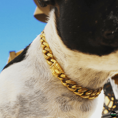 The Nugget Custom Luxury High Quality and Super Strong Gold Small Dog Collar for Chihuahua Pomeranian Shih Tzu Yorkshire Terrier The Modern Nugget Durable Gold Small Dog Collar
 - 3/LilDogChains/BigDogChains