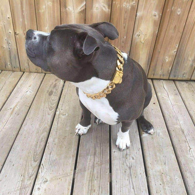 The R.I.C.O gold_dog_collar_pitbull_large_dog_collars_Cane_Corso_collars_rottweilerdog_collar_Bull_Mastiff_metal_collar Glamorous & Durable   - 11/BigDogChains