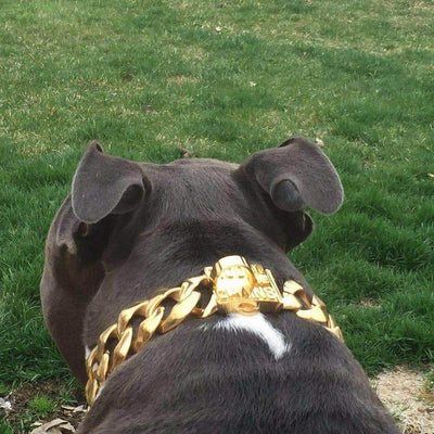  The R.I.C.O gold_dog_collar_pitbull_large_dog_collars_Cane_Corso_collars_rottweilerdog_collar_Bull_Mastiff_metal_collar Perfect for Pets Who Love to Shine  - 9/BigDogChains