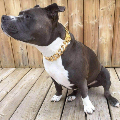 The R.I.C.O gold_dog_collar_pitbull_large_dog_collars_Cane_Corso_collars_rottweilerdog_collar_Bull_Mastiff_metal_collar Sophistication in Every Detail  - 3/BigDogChains