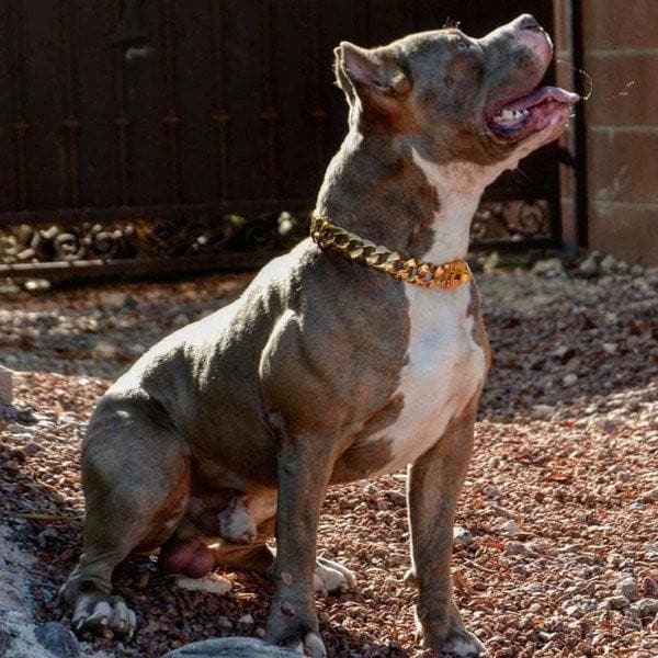 The R.I.C.O gold_dog_collar_pitbull_large_dog_collars_Cane_Corso_collars_rottweilerdog_collar_Bull_Mastiff_metal_collar Timeless & Elegant   - 4/BigDogChains