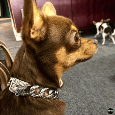 The Stone Custom Luxury High Quality and Super Strong Stainless Dog Collar for French Bulldog Shih Tzu Corgi Dachshund Beagle Luxury and Power in One
 - 2/LilDogChains/BigDogChains