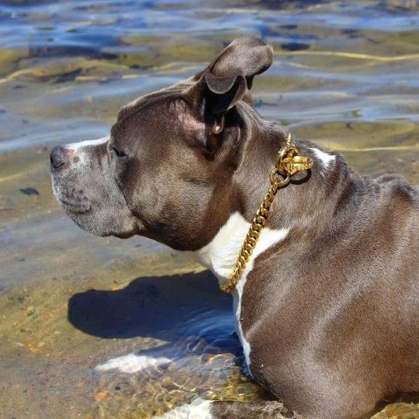 MIAMI CHOKER Luxury Cuban Link Choker Dog Collar for Strong Dogs High Quality Real Cuban Link Choker Check Chain with a Gold Finish - BIG DOG CHAINS